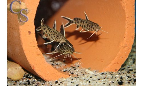 Synodontis petricola